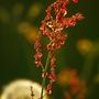 Herbstimpressionen 2009