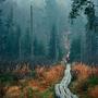 Nationalpark Bay. Wald 2001