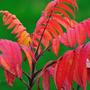 Herbst am Hof 2009