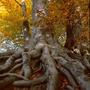 Mecklenburg - Vorpommern Herbst 98