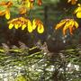Mecklenburg - Vorpommern Herbst 98