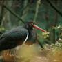Nationalpark Bay. Wald 2001