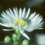 Gartenblumen 98