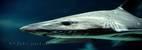 Fische Meerestiere