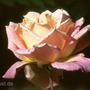Gartenblumen 98